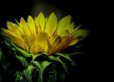3840x2160 Resolution Shallow Photography Of Yellow Flower Hd