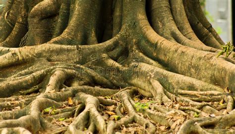 RAIZ DA ÁRVORE imagem de stock Imagem de ambiental madeiras 19884595