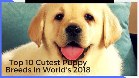 Top 10 Cutest Puppy Breeds In Worlds 2018 Small Dog Top
