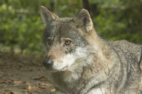 Nord Rocky Mountains Wolf Canis Lupus Irremotus Stockbild Bild Von