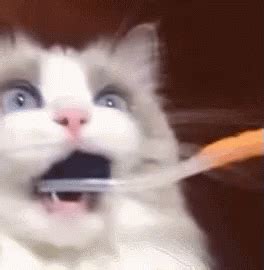 Toothbrush Cat GIF Toothbrush Cat objavujte a zdieľajte gify