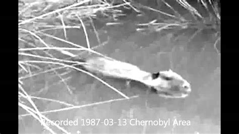 Giant Mutant Rat Chernobyl Nuclear Accident Youtube