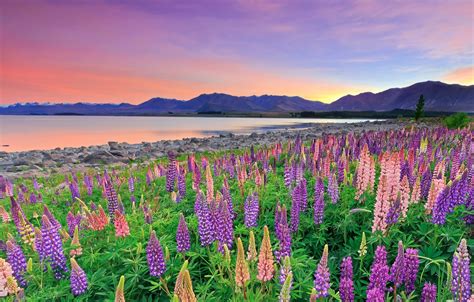 Wallpaper Flowers Mountains Lake New Zealand New