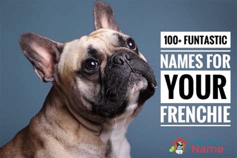 By lina damgaard december 11, 2019, 6:22 pm. French Bulldog Names: 100+ Funtastic Ideas For Frenchies ...