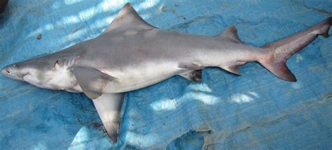 Freshwater Sharks Rediscovered In Papua New Guinea Fish Market After 50