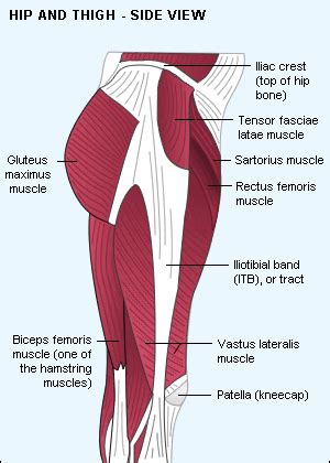 Rotator cuff muscle with anatomical posterior and anterior view expample. Ventral Gluteal Muscles Diagram Search For Wiring Diagrams ...