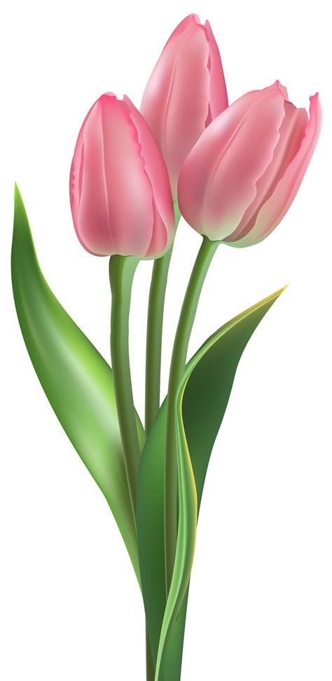 Tulip Flower Clip Art Tulip Png Download 18003697 Free