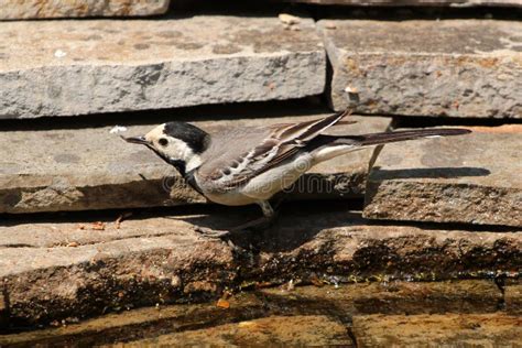 Pied Wagtail A Little Passerine Bird In A Garden Stock Photo Image