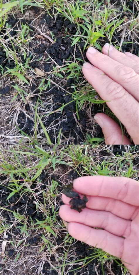 Black Slime Lawn Fungus Ask Extension