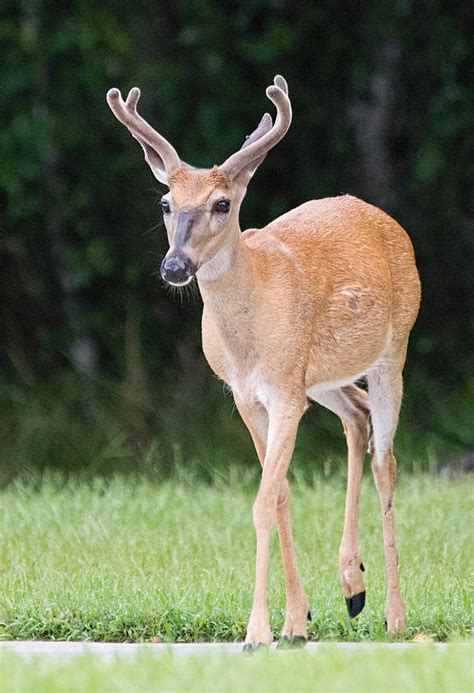 Florida Whitetail Buck Deer With Velvet Photograph By John Black Fine