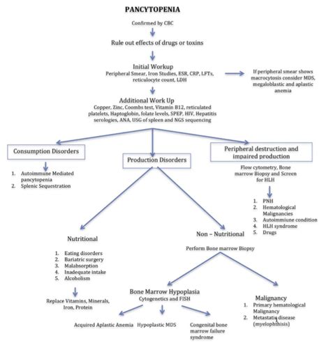 Pancytopenia Workup And Differential Diagnosis Algorithm Consumption