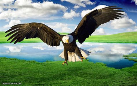 Bald Eagle Over The Lake Hd Desktop Wallpaper Widescreen High