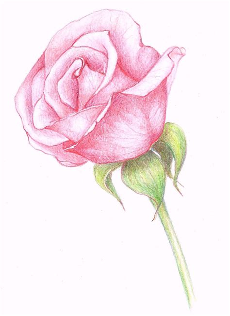 Imagine replicating your flowers in the form of flower drawings! Rose … | Pencil drawings of flowers, Beautiful flower ...