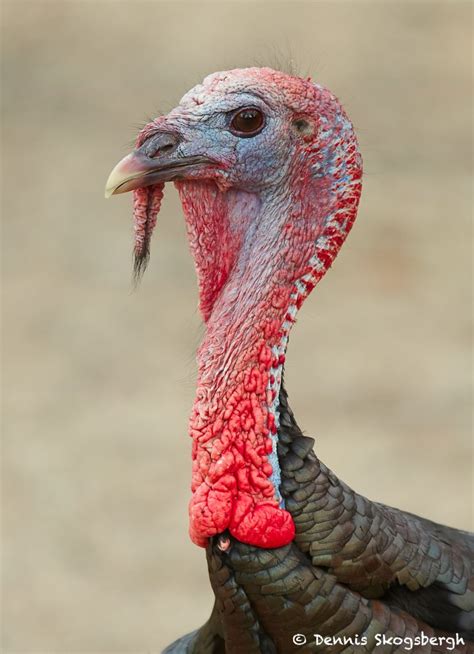 7753 Wild Turkey Meleagris Gallopavo Dennis Skogsbergh