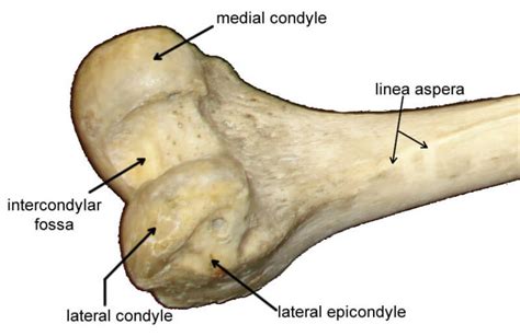 Femur Distal End