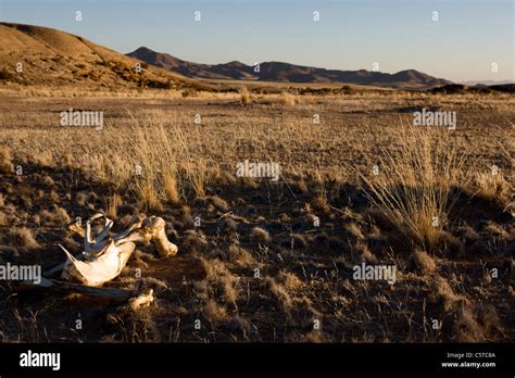 Ostrich Bones Bleached White In The Hot Sun Bloedkoppie Namib