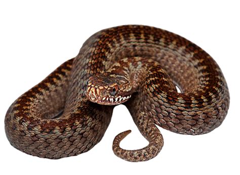 Rattlesnake Reptile Tapis Png Download 600437 Free Transparent