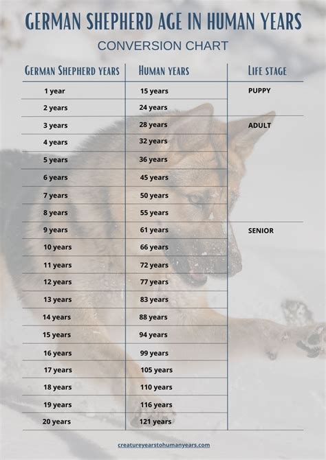 German Shepherd Age In Human Years Calculate German Shepherd Human Age