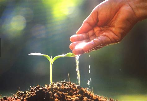 Properly Planting Seeds In 2023 – HomeDecorish