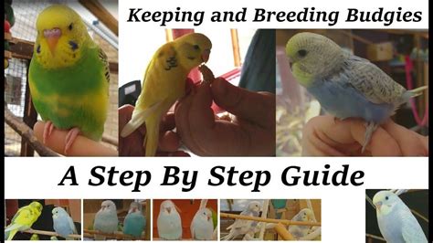 Breeding And Keeping Budgies A Step By Step Guide How To Budgies