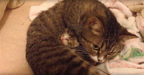 Newborn Kittens Love Snuggling With Their Mom Newborn