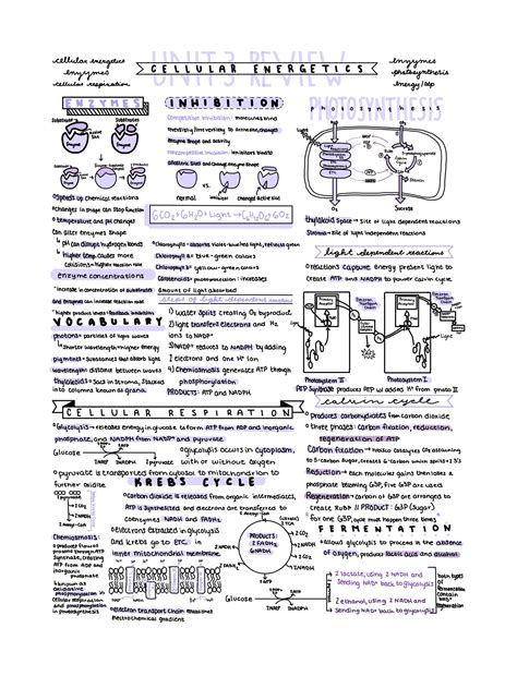 AP Biology Unit 3 Review Notes - Etsy