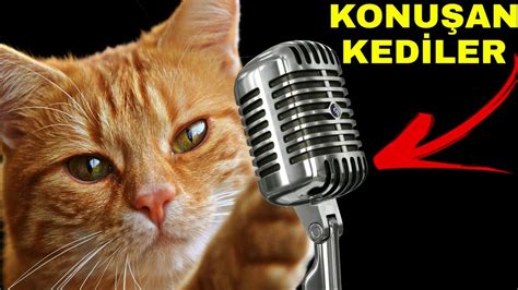 En Çılgın Konuşan Kediler Güzel Komik Kedi Videoları Youtube