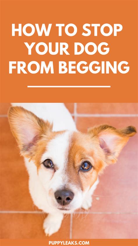3 Easy Ways To Stop Your Dog From Begging Puppy Leaks