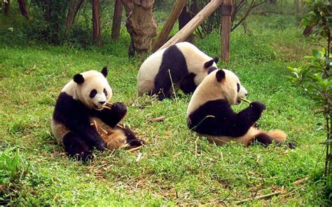 Wallpaper Cu Ursi Panda Poza Cu Animale Ursi Panda Poze