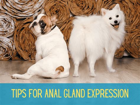 How To Express Dog Anal Glands In 4 Easy Steps
