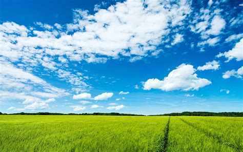 Beautiful Green Field And Blue Sky Hd Wallpaper