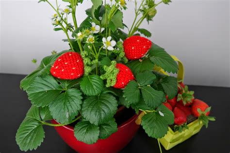 Смотреть что такое truskawki в других словарях: Magiczne Sploty : Szydełkowe truskawki