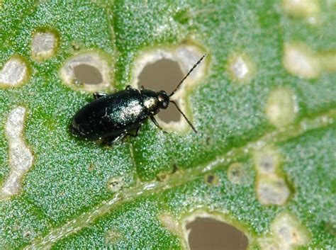 How To Control Flea Beetles On Lettuce The Garden Of Eaden