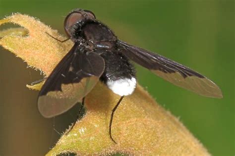 Bee Fly With White End Of Abdomen Anthracinae Anthrax Georgicus