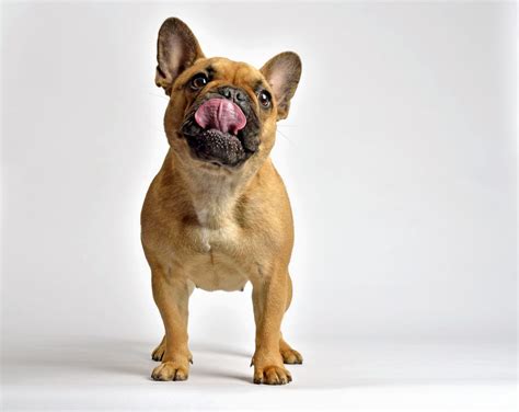 French bulldog, or frenchies, as they are called, are energetic, playful little dogs. French Bulldog 101 - Ultimate Guide To Owning A Frenchie ...