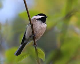 Which pacific northwest native plants attract which birds? song birds of the pacific northwest - The Bird Nerd