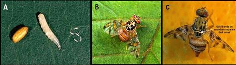 Mosca de la fruita (ca); 4 (A) Pupa, larva and eggs of Ceratitis capitata (B) Adult ...
