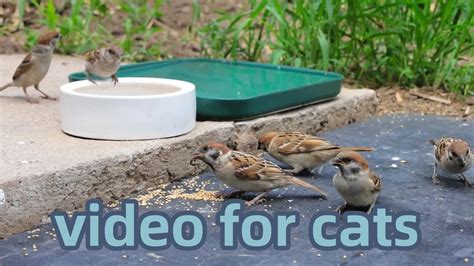 Cat Videos For Cats And Dogs To Watchbird Eating Videocute Sparrows