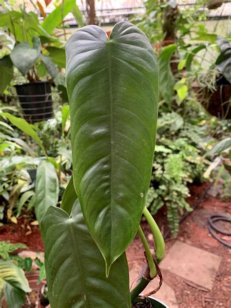 Philodendrons Plant Care And Collection Of Varieties Garden Org