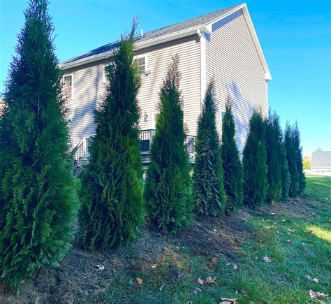 Gallery East Coast Arborvitaes