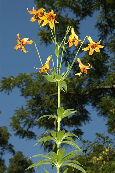 Lilium Canadense Canada Lily Discover Life