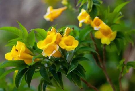 How To Grow Trumpet Vine From Cuttings Shuncy Love The Green