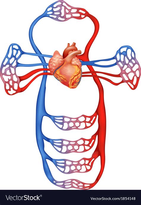 Circulatory System Royalty Free Vector Image Vectorstock
