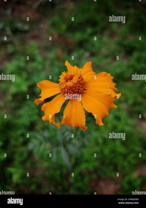 Coreopsis Auricular Hi Res Stock Photography And Images Alamy