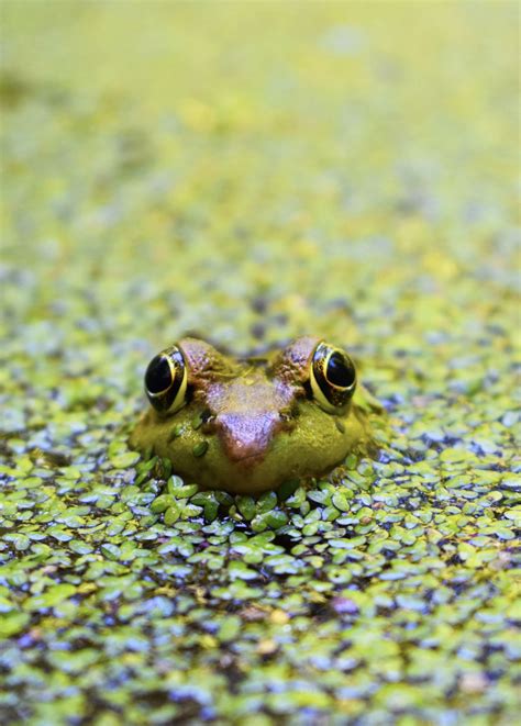 frog pond smithsonian photo contest smithsonian magazine