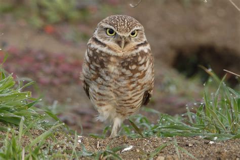 Athene Cunicularia Burrowing Owl Speotyto Cunicularia