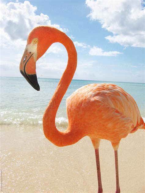 Pink Flamingo Standing On A Tropical Beach Del Colaborador De Stocksy