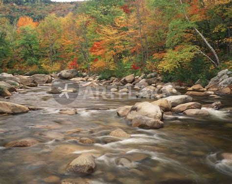 Usa New Hampshire White Mountains National Forest Swift R