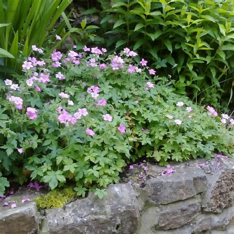 Geranium Endressii Wargrave Pink Geranium Wargrave Pink Uploaded