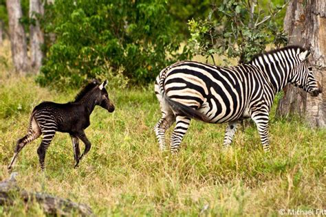 Melanistic Zebra Foal Horse Colors Pinterest Dark